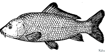 somon Pagini De Colorat Imprimabile